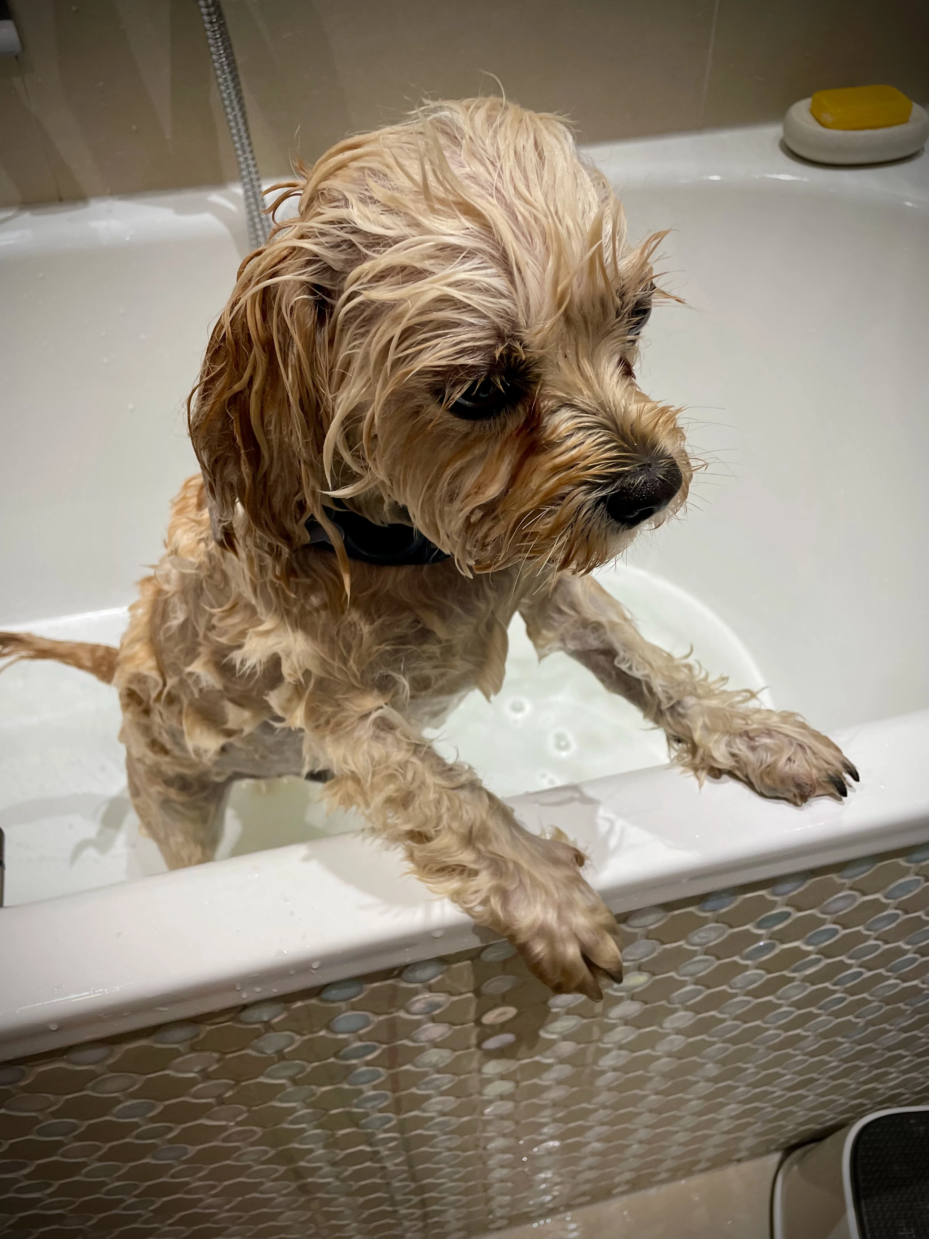 Not a fan of baths, but needs must! 🧼