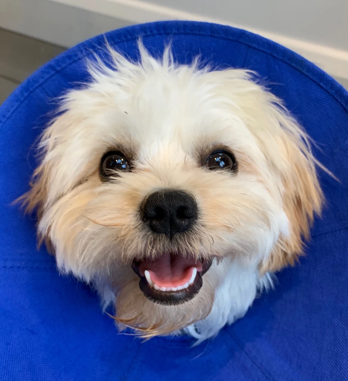 Cone of Shame, but Happy!
