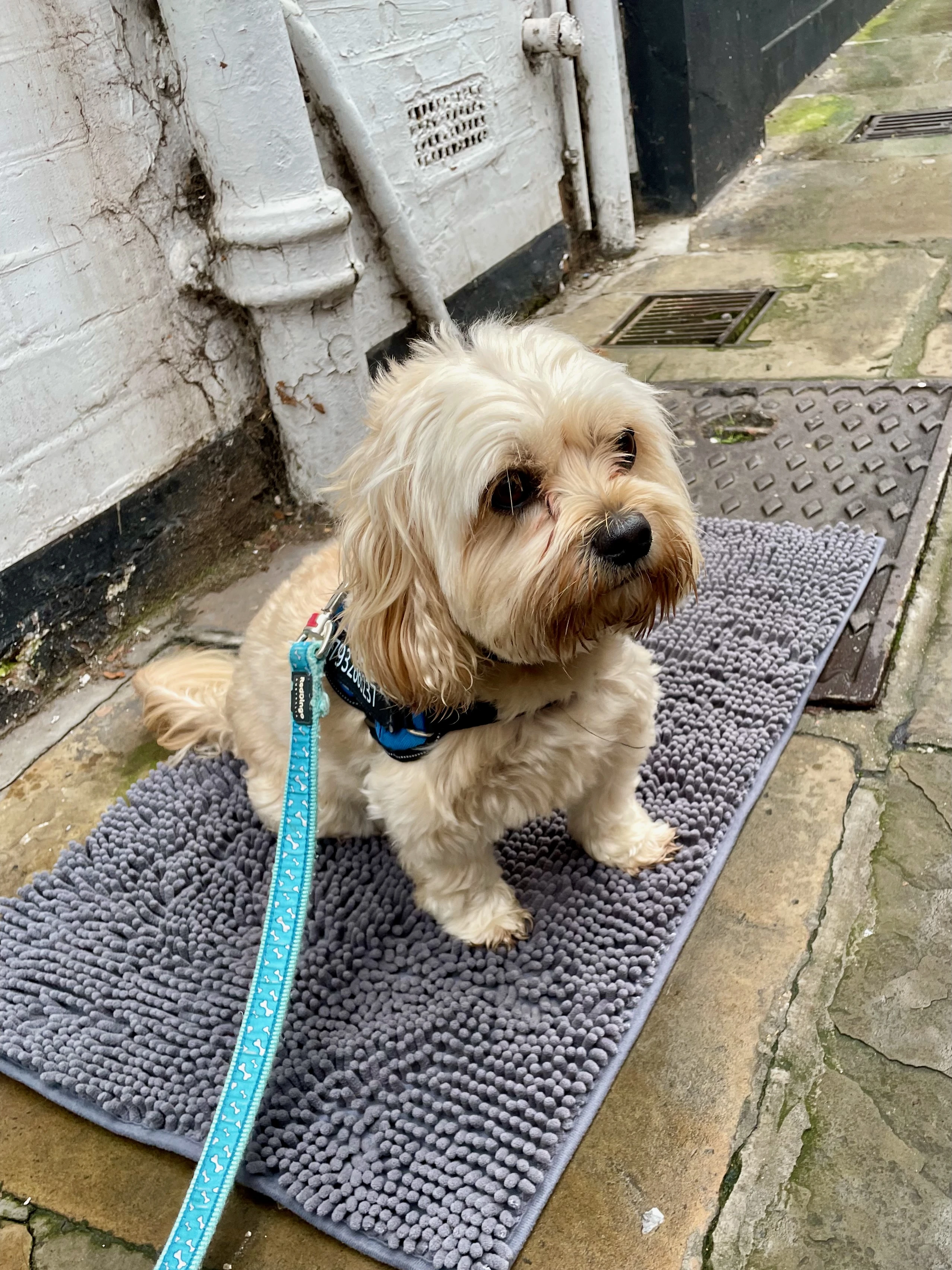 A mat for a good boy!